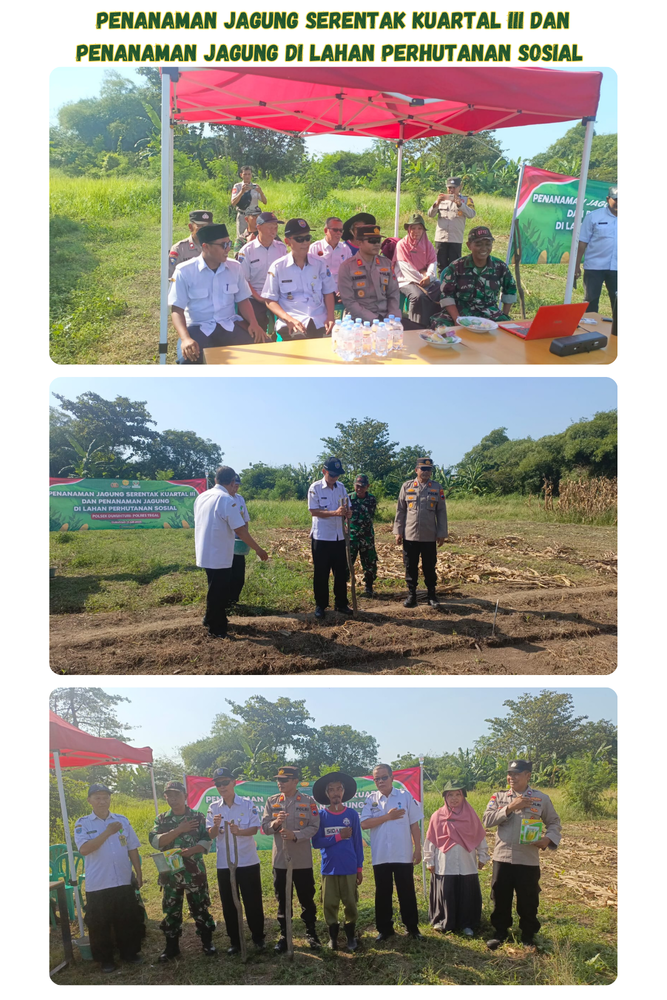 penanaman-jagung-serentak-kuartal-iii-dan-penenaman-jagung-di-lahan-perhutanan-sosial